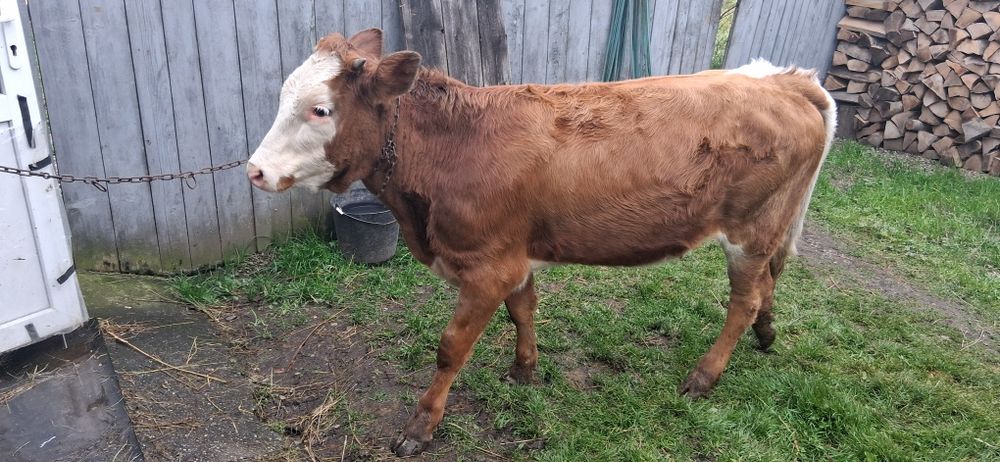 Vand taur si jurincuta