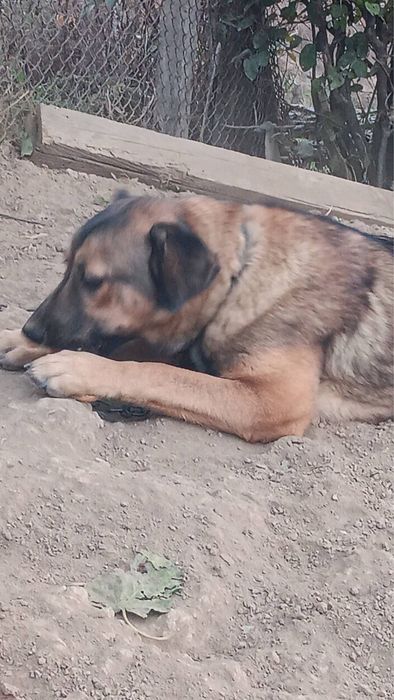 Подаряваме куче ваксини има и е кастрирано