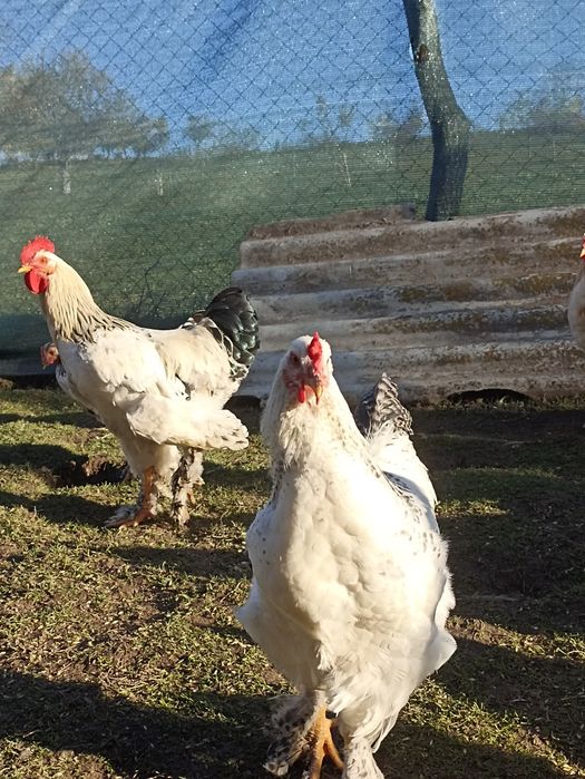 Vând cocoșii Brahma