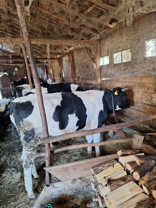 Vitele disponibile sau schimb cu oi