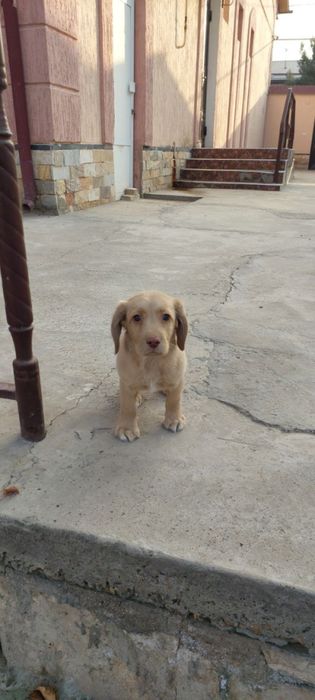 Аклли спаниель боласи сотилади