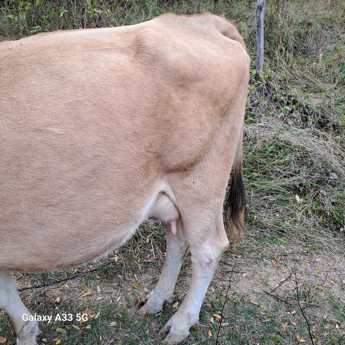 Vând  vaca cu vârsta de 3 ani, primul vicel.