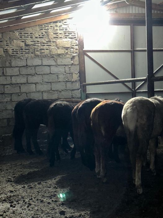 Продам мясо конины, жеребята с откорма