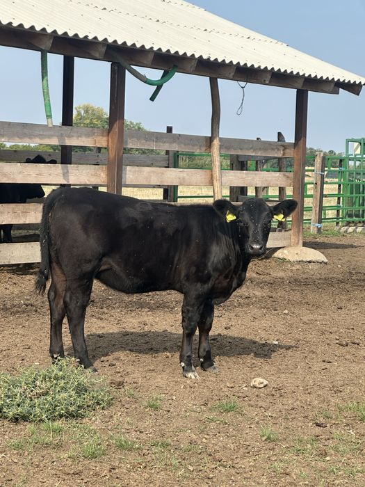 Vand 22 vitele angus