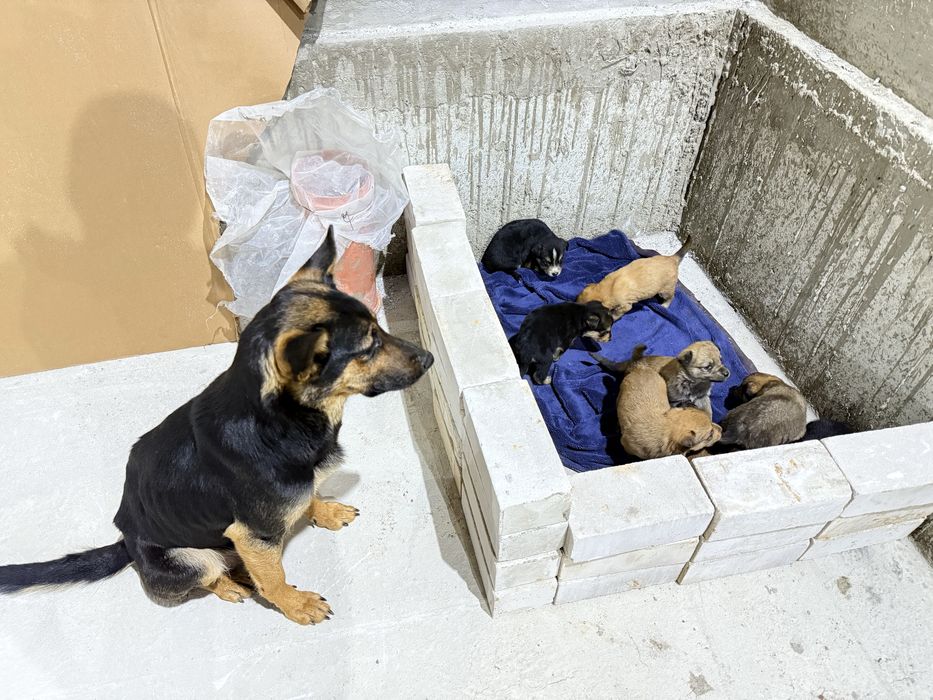 продам щенки Овчарки