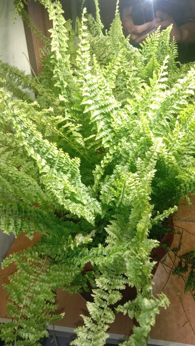 Продам папоротник нефролепис четырежды рассеченый  домашний .