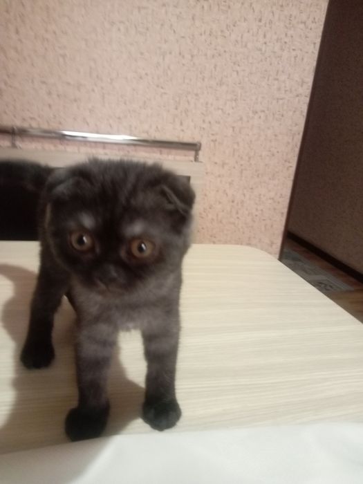 Mushuk sotamiz.Latokka orgatilgan.Aqillik.Tozza.