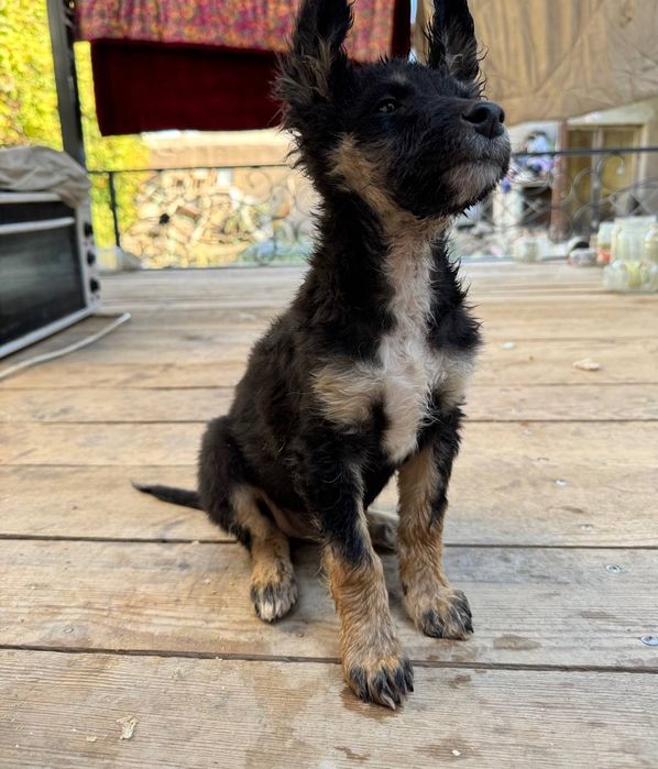 Метис овчарка охрана кущик бар 2 айлык