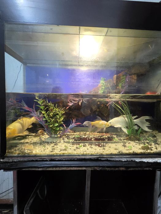 Srochna soriladi baliqlar 4 dona 150 mingdan