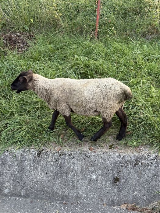 De vanzare oi suffolk