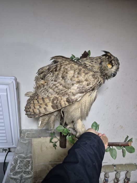 Чучела Филин ( УКИ )