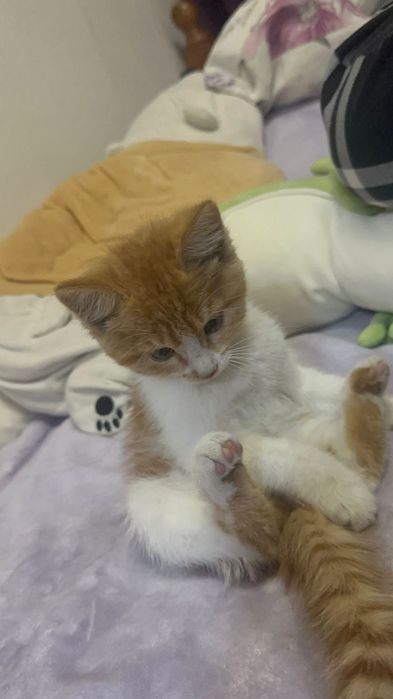 Котенок в добрые руки