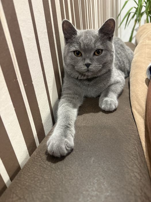 Британска котка.