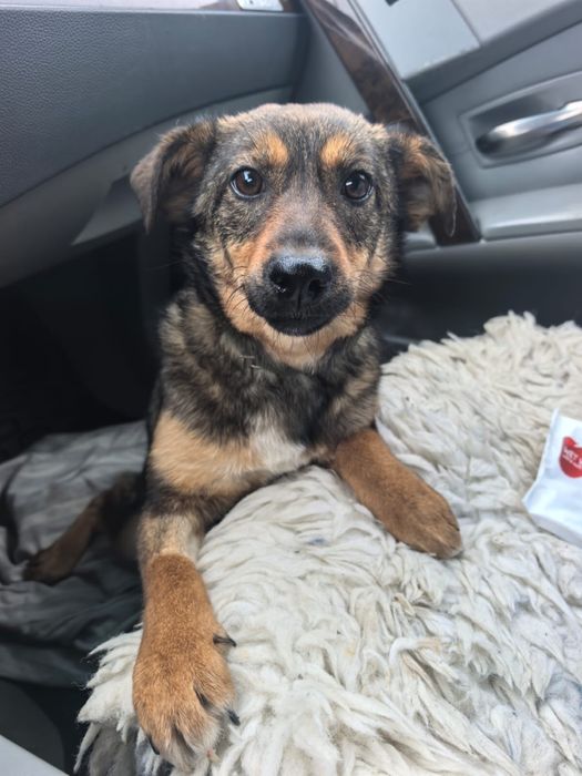 Собачка в поиске любящего дома