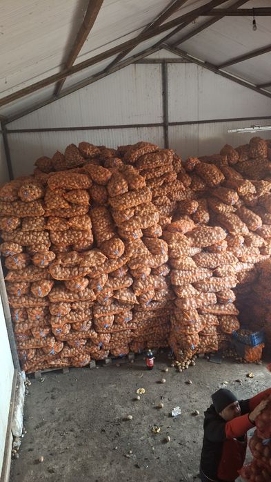 Cartofii de sămânță elită și de consum