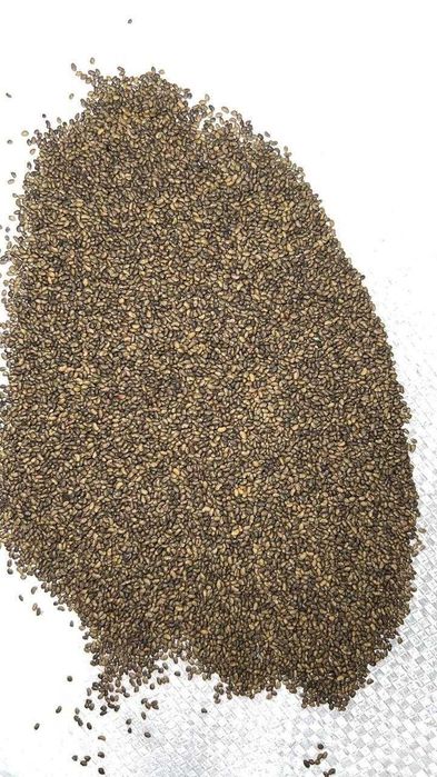 Люцерна для высокой урожайности жонышка тукым семена люцерны