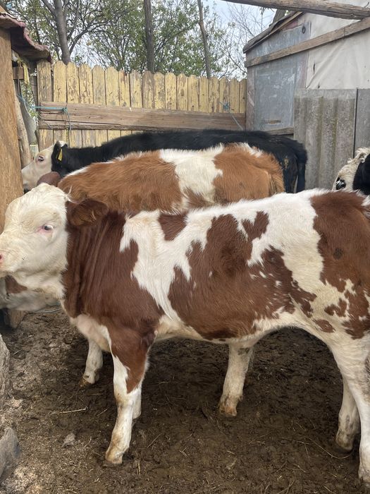 Vitele de rasa sunatiii