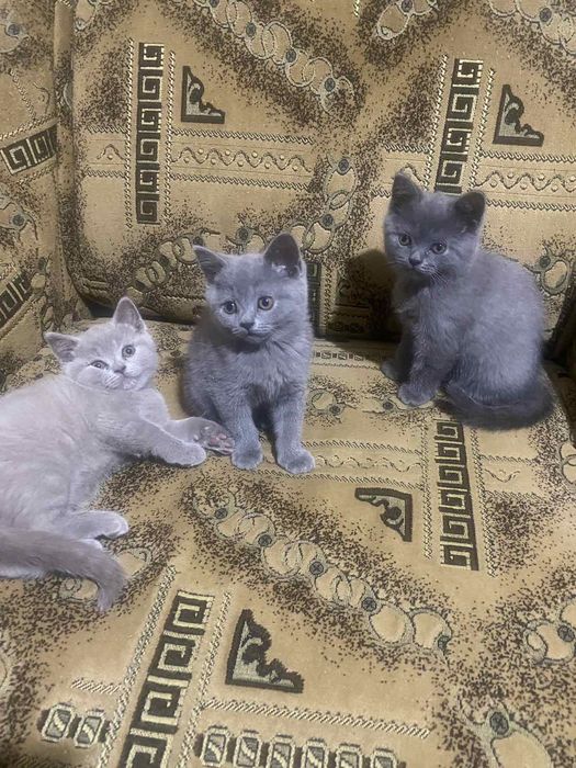 British shorthair blue