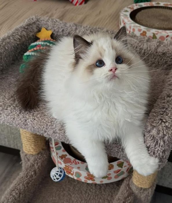 Regdoll, Регдолл