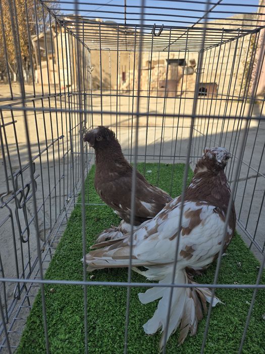 Продажа голубей.