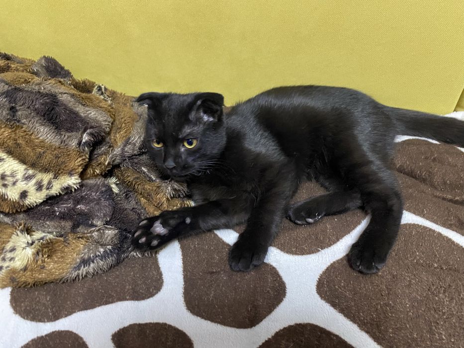 Отдам кота пародистый