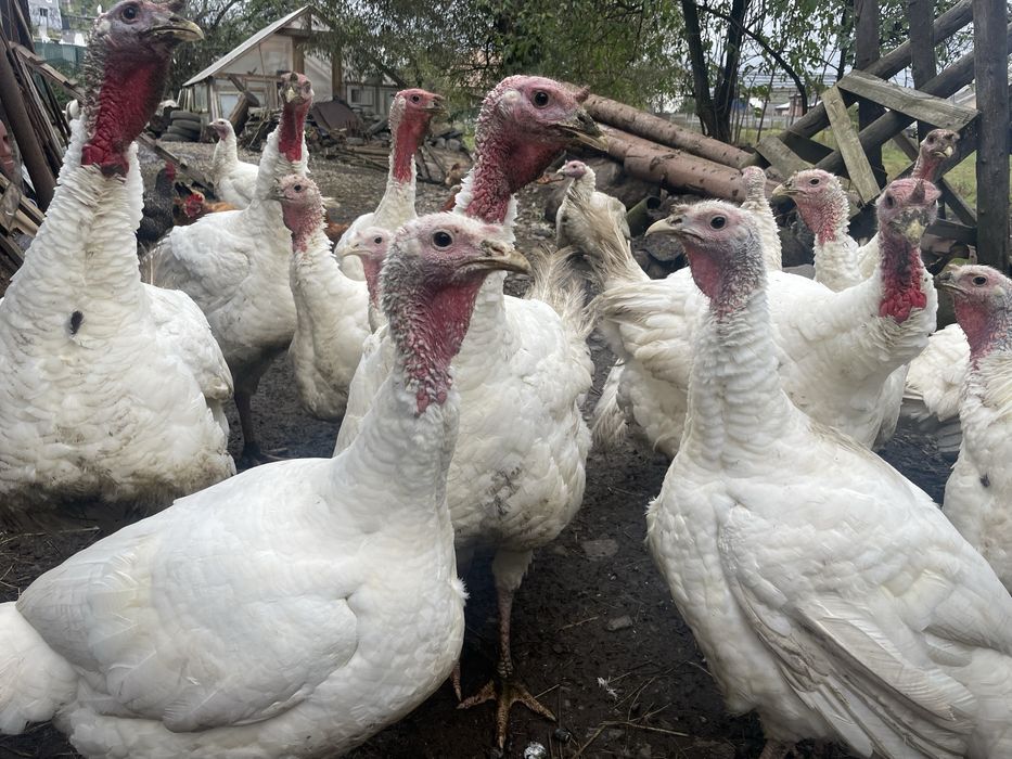 Vand curci mari de taiat