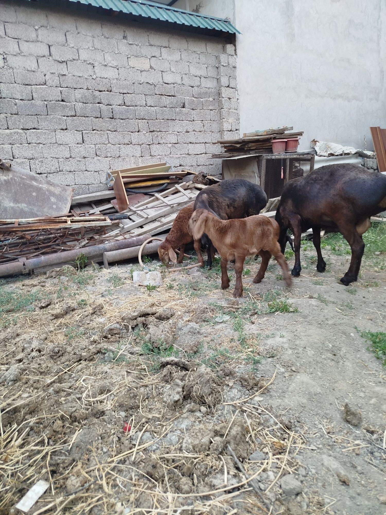 Qoylar sotiladi xammasi birga