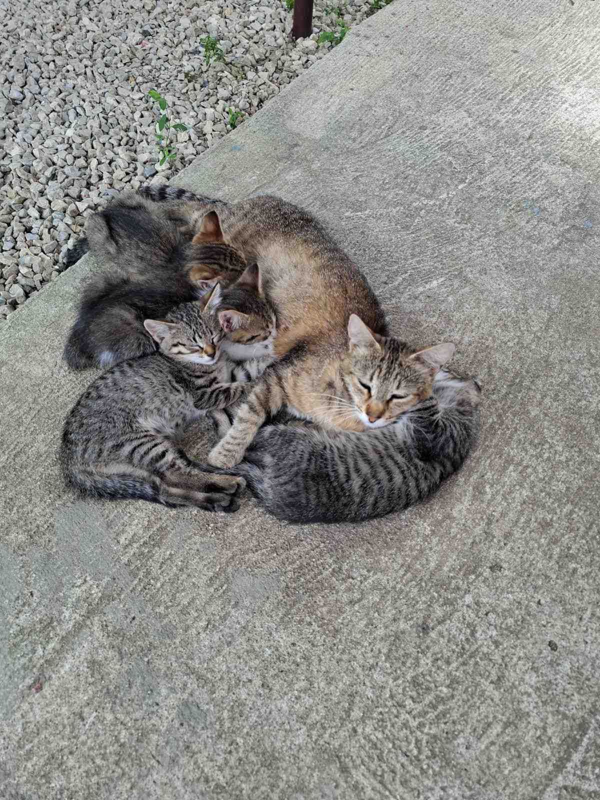 Подарявам котенца