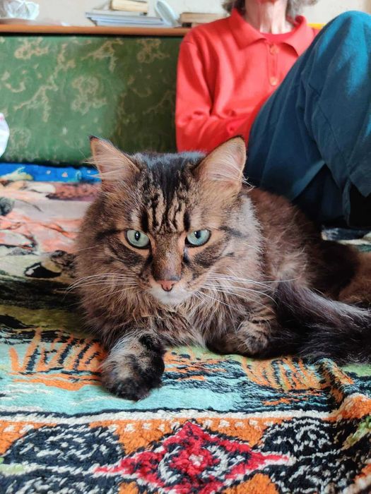 Motan iubitor caută om