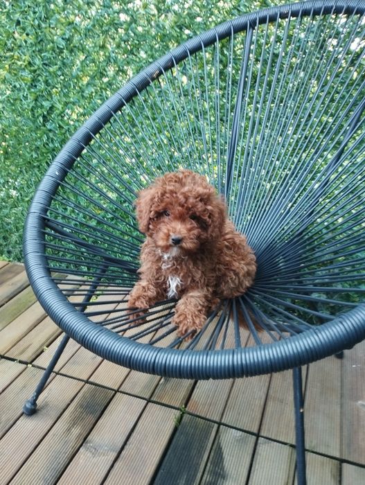 Мини Пудел Той Пудел.