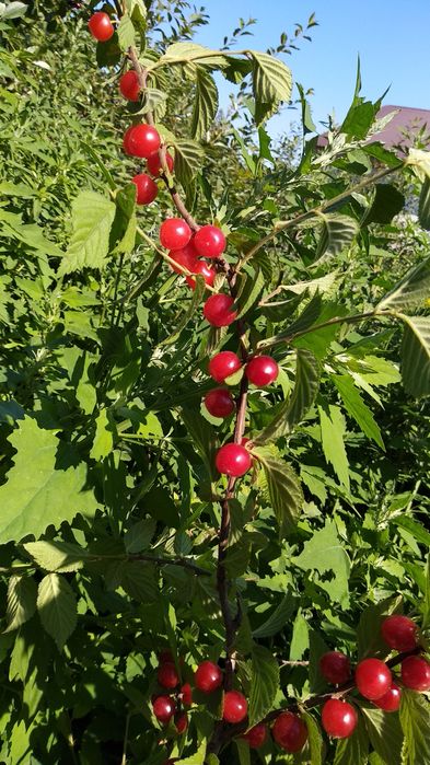 Саженцы войлочной (байховой) вишни.