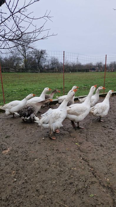 Gaste si rate de vanzare