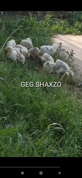 Gegant Qora shaxzoda toza qon Svetliviy BRAMMA jo'jalari bor 30 kunlid