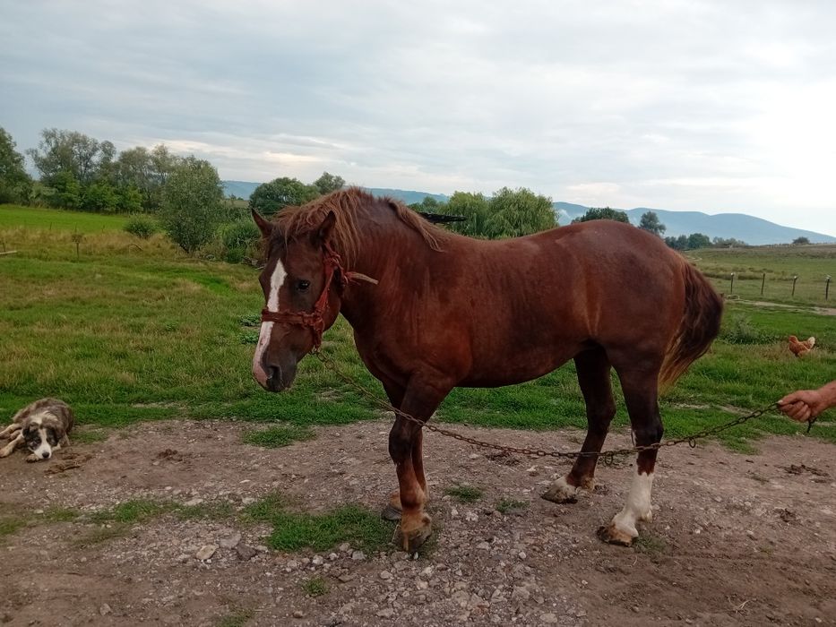 Iapa de vanzare 3 ani