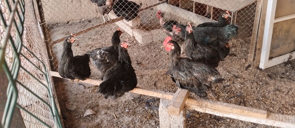 Gigant qora shaxzoda tovuqlari va joʻjalari sotiladi