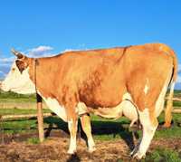 Vând vacă balțată românească cu o producție de 35 litri de lapte pe zi
