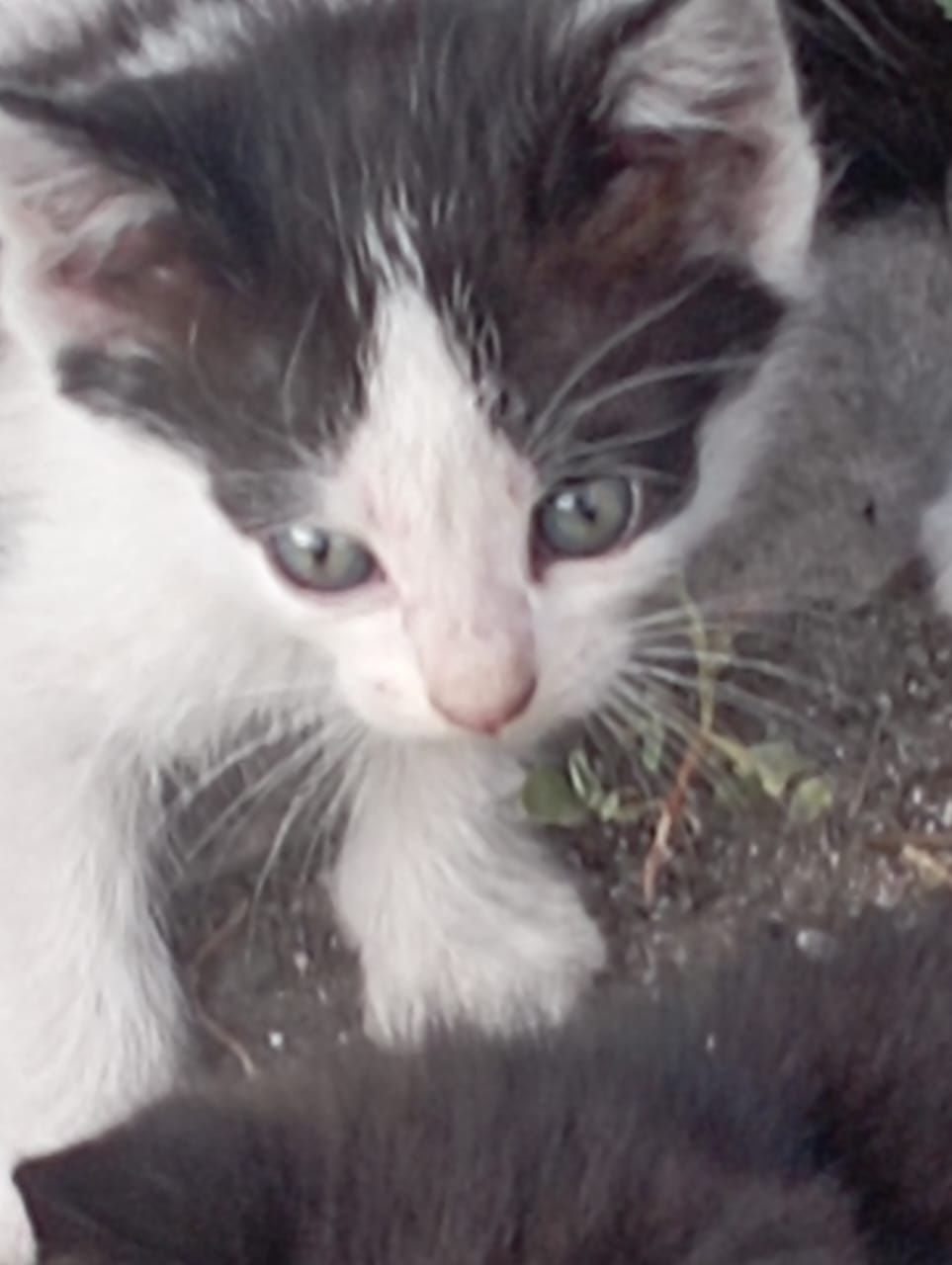 4 месяц. Котята.