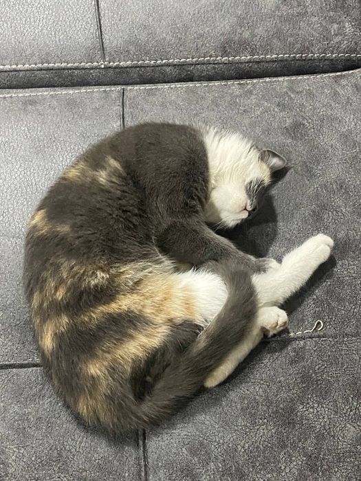 «Только в хорошие руки!  Наш котёнок ждёт своего заботливого хозяина.