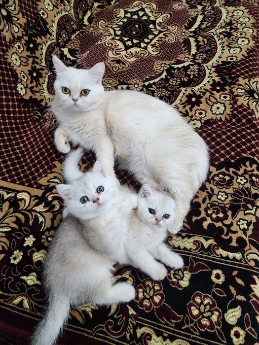 Продаются котята шиншилы