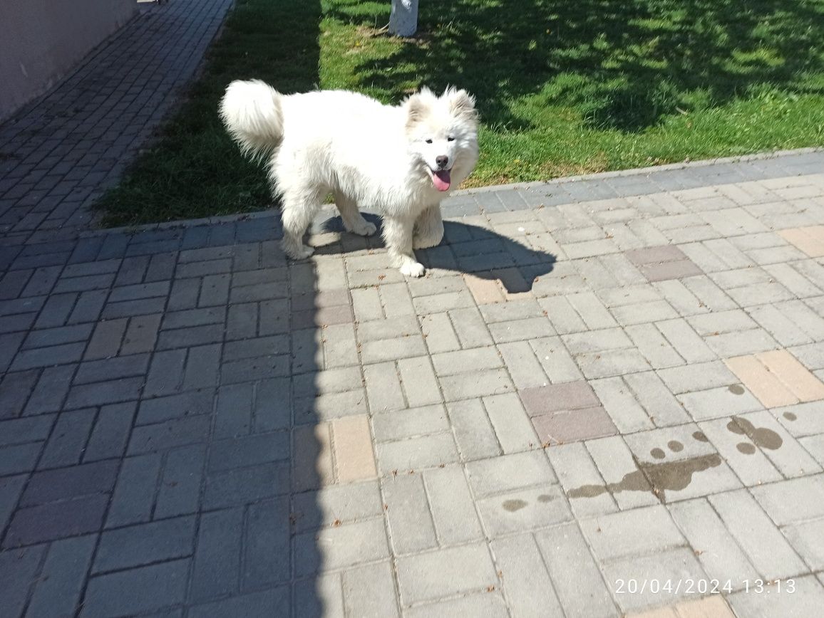 Cățelușă Samoyed