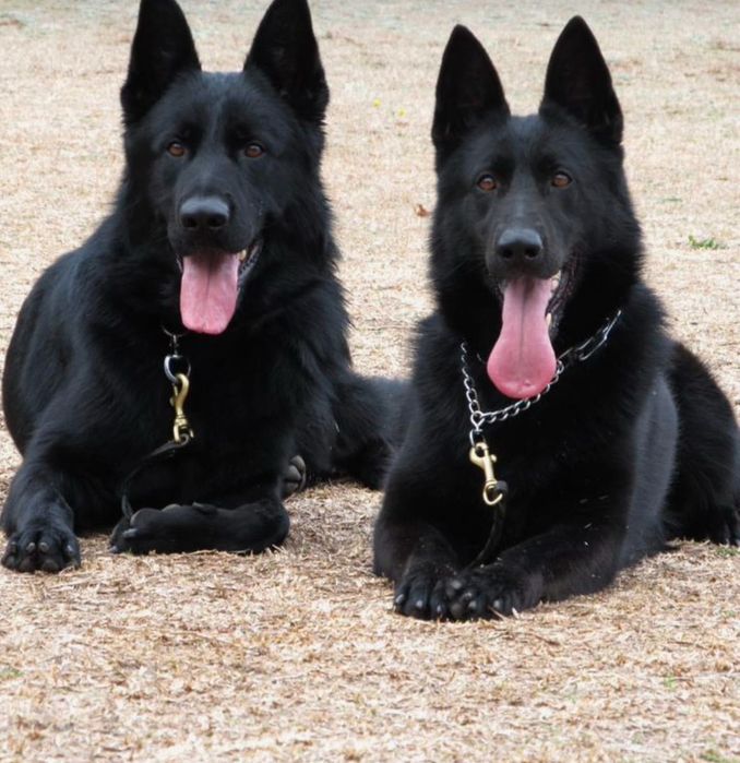 Ciobanesc german negru alsacian