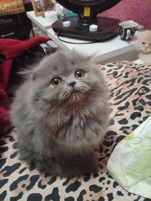 мушукчала сотиладиии