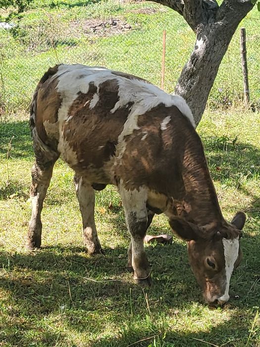 Vitei intercati de vanzare