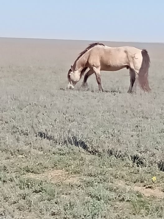 Айғыр сатамын Айғыр Ақтөбе облысы Шалқар ауданы Мөңке би ауылында