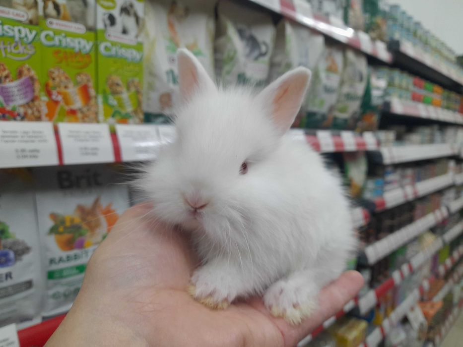 Декоративни мини зайчета на 1 месец