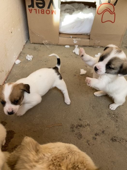 catelusi de curte si lup