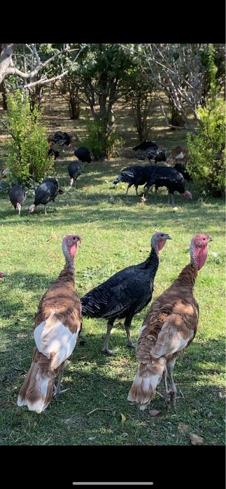 40шт үндік сатылады қоразы