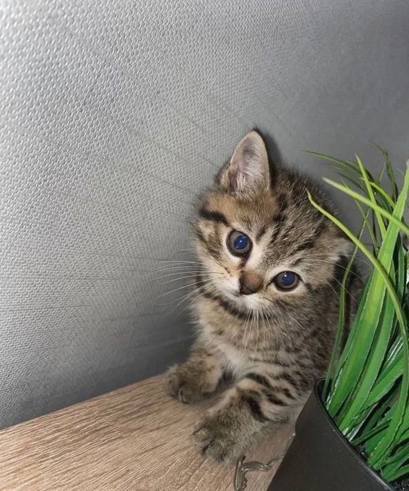 Шотландские малыши 1.5 мес