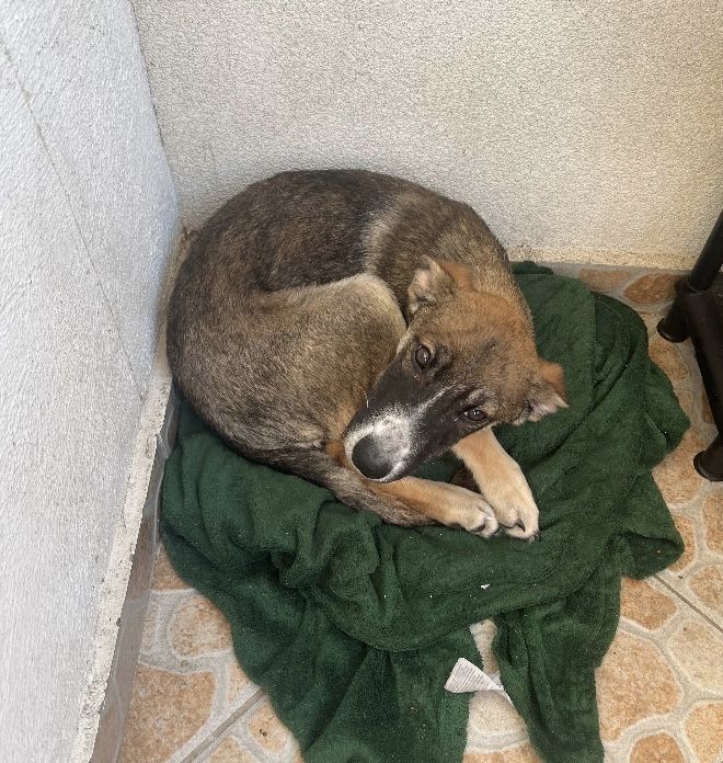 Dau spre adopție cățelușă.