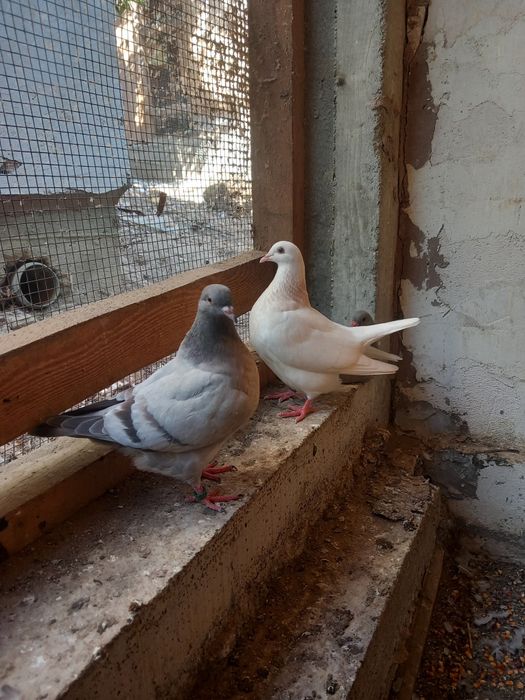 Porumbei Texani Mondaini și Huble Filiași Dolj